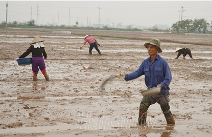 bón lên mặt ruộng.olm